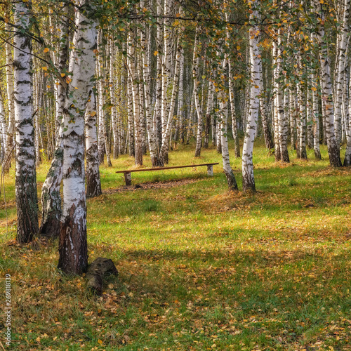 Birch grove in autumn on sunny day.