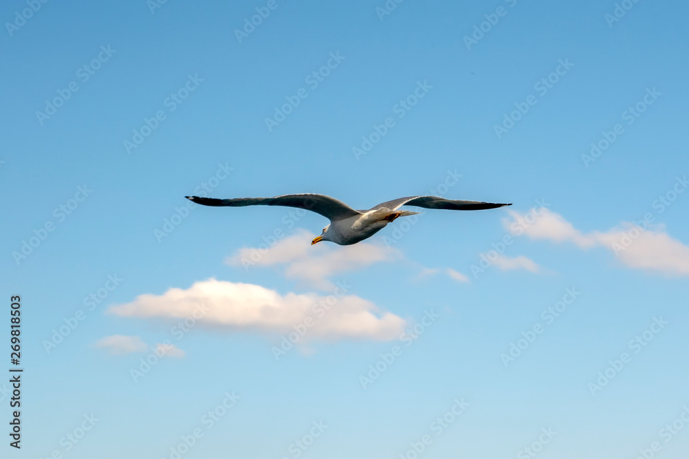 Seagull flock on blue sky background. Seagulls flying in blue sky. Flock of seagulls in sky Seagull flock on blue sky background. Seagulls flying in blue sky. Flock of seagulls in sky