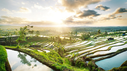 Handdoek met foto Rijstvelden Zonsopkomst Jatiluwih rijstterrassen Bali  © tanarch