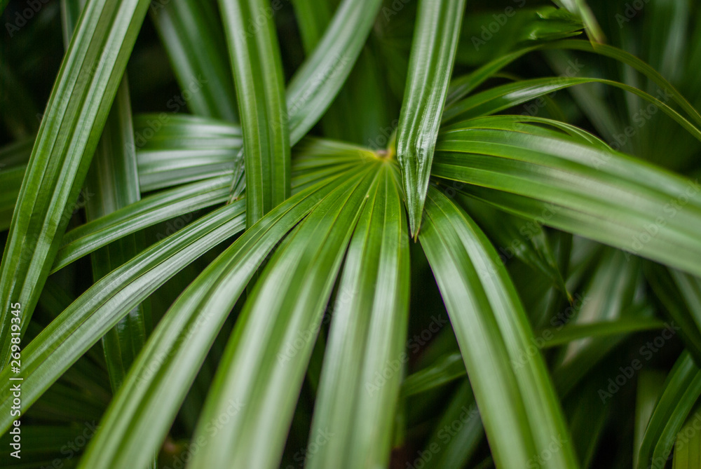 Green leaves pattern background, Natural background and wallpaper Green leaves pattern background, Natural background and wallpaper