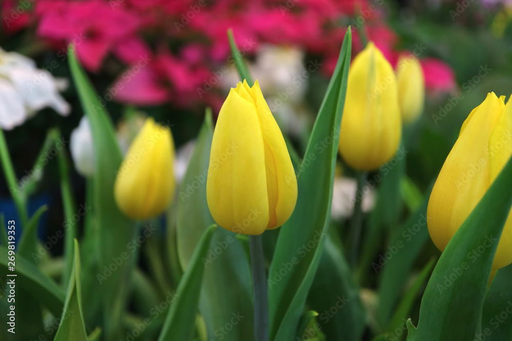 Fototapeta premium Yellow tulips in the garden with blurry pink and white flowers in background