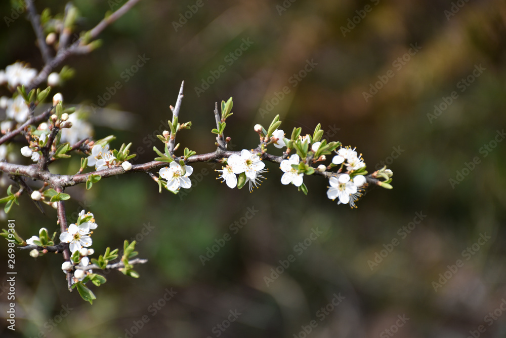 Twig with small white blackthorn flowers Twig with small white blackthorn flowers