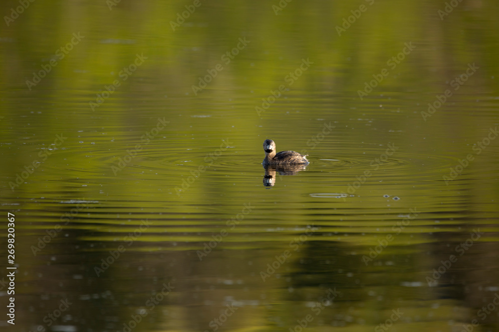 Pied-billed grebe in spring plumage staring with startled look while floating in profile in lake with reflection of green vegetation, Léon-Provancher Marsh, Neuville, Quebec, Canada Pied-billed grebe in spring plumage staring with startled look while floating in profile in lake with reflection of green vegetation, Léon-Provancher Marsh, Neuville, Quebec, Canada