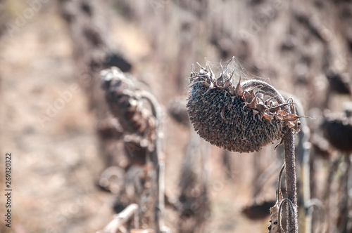 Dry sunflower heads with seeds in late summer agricultural field closeup in sunny day photo