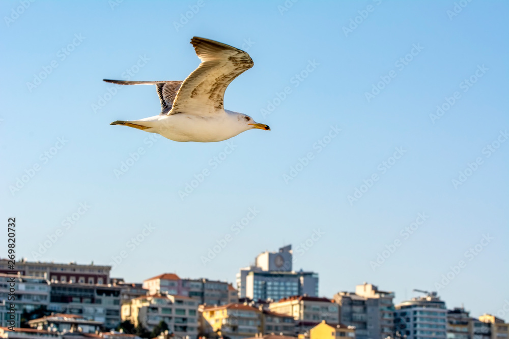 Seagull flock on blue sky background. Seagulls flying in blue sky. Flock of seagulls in sky Seagull flock on blue sky background. Seagulls flying in blue sky. Flock of seagulls in sky