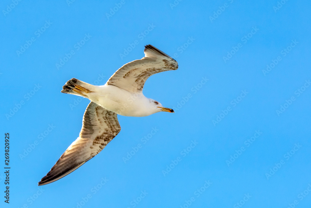 Fototapeta premium Seagull flock on blue sky background. Seagulls flying in blue sky. Flock of seagulls in sky