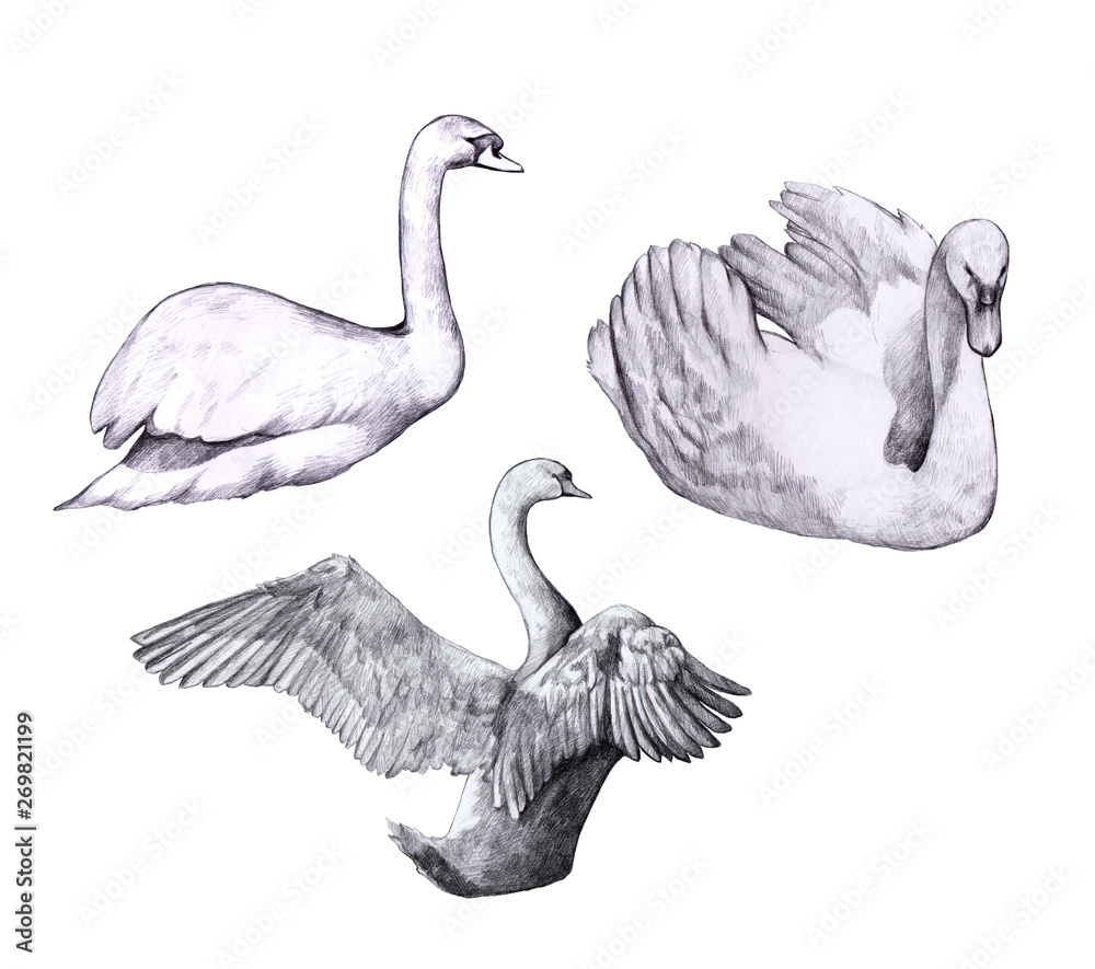 Fototapeta premium Collection of drawn swans. Beautiful birds drawn in pencil on a white background. Swans in different poses. Sketch style. Vintage pencil drawing.