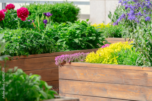 Fototapeta Naklejka Na Ścianę i Meble -  Raised beds in an urban garden growing plants herbs spices and vegetables