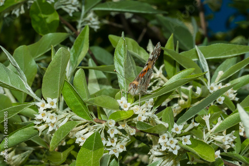 Butterfly Vanessa cardui (Linnaeus, 1758) is on a branch of a blooming Elaeagnus umbellata. © Igor Dashko