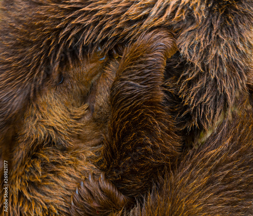 Wallpaper Mural Brown bear (Ursus arctos) Torontodigital.ca