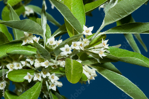 Blossoming of  Elaeagnus Umbellata (Goumi, Gumi, Natsugumi, or Cherry silverberry)