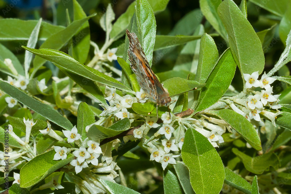 Butterfly Vanessa cardui (Linnaeus, 1758) is on a branch of a blooming Elaeagnus umbellata. Butterfly Vanessa cardui (Linnaeus, 1758) is on a branch of a blooming Elaeagnus umbellata.