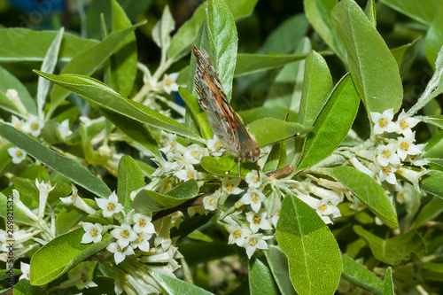 Butterfly Vanessa cardui (Linnaeus, 1758) is on a branch of a blooming Elaeagnus umbellata.