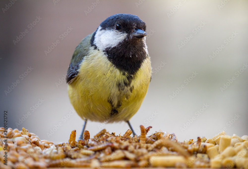 Naklejka premium Blue Tit