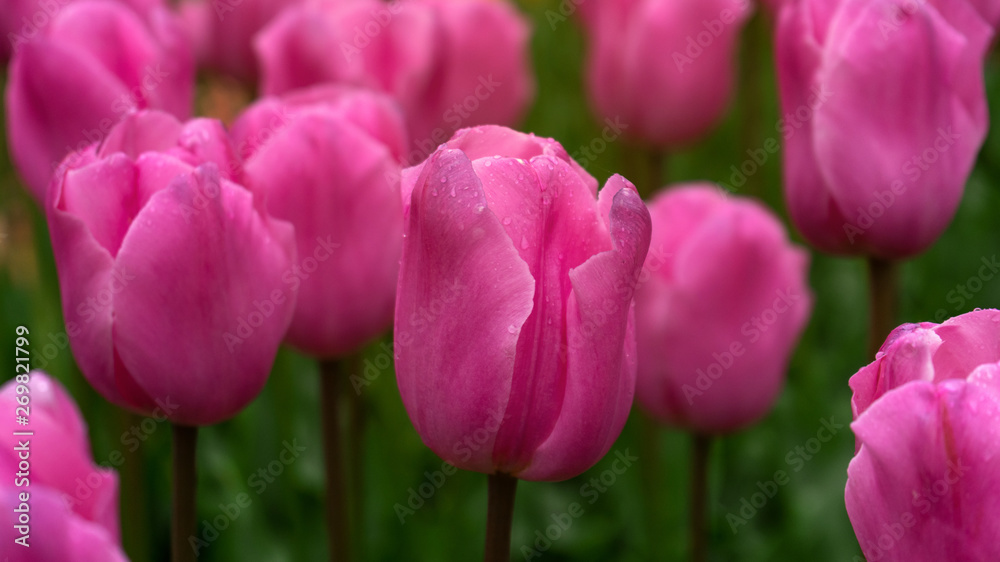 Obraz premium pink tulip flowers in spring garden, park.