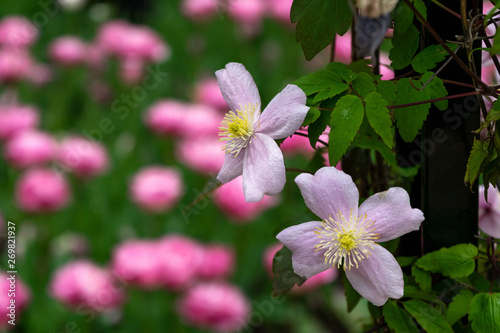 pink Clematis  Mayleen . A climbing plant in a Cottage garden setting with tulips on the background.