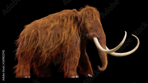 woolly mammoth, walking prehistoric animal isolated on black background