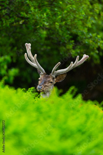 Red deer (Cervus elaphus) © JUAN CARLOS MUNOZ