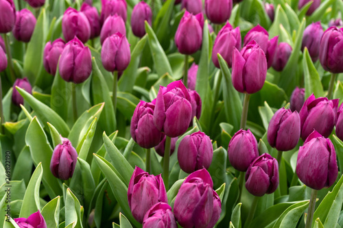 Purple tulip flowers in spring garden  park.