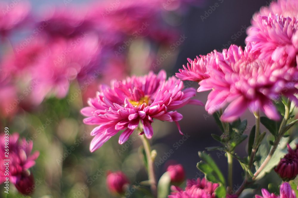 Obraz premium The colors on the flowerbed