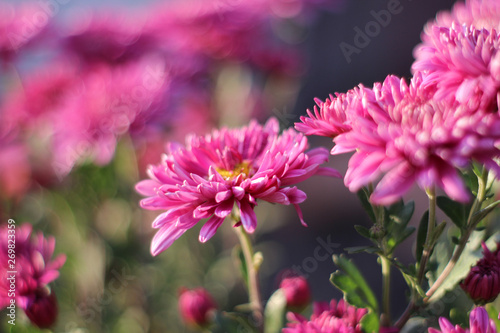 The colors on the flowerbed