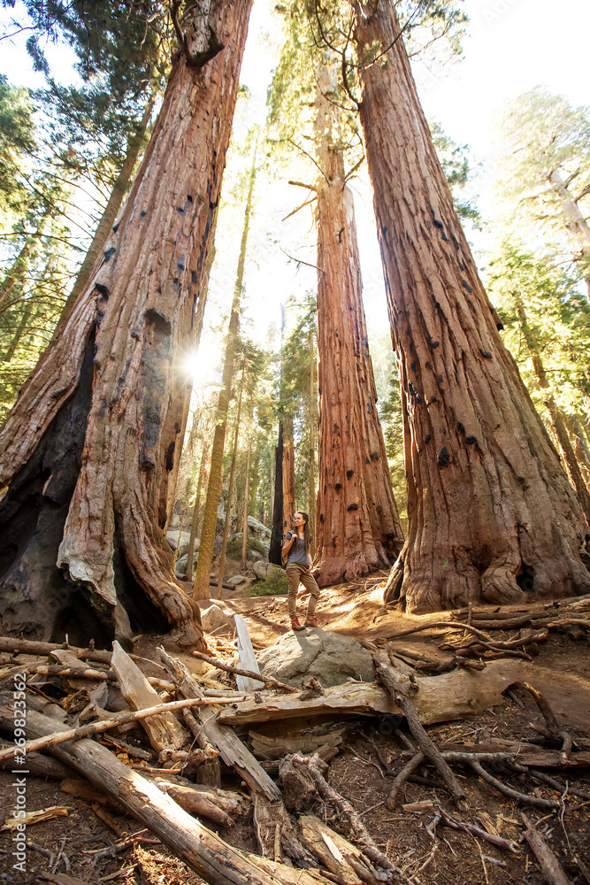 Hiker in Sequoia national park in California, USA Hiker in Sequoia national park in California, USA