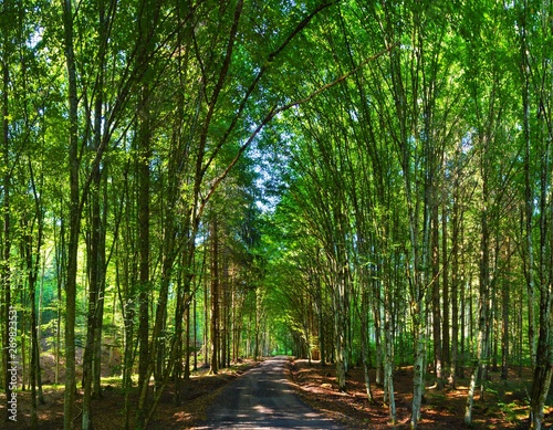 a dirt road in a green forest