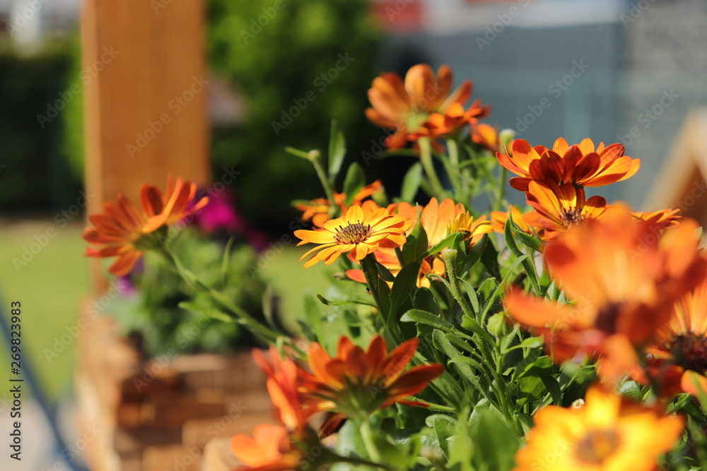 Blumen aus unserem eigenen Garten Stock Photo Adobe Stock