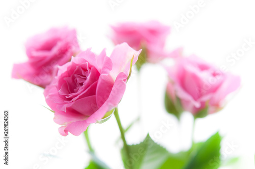 pink roses on white background_D_4031
