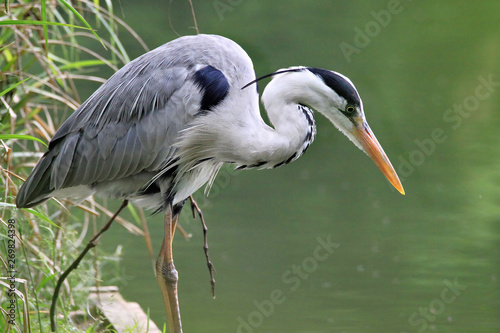 Heron