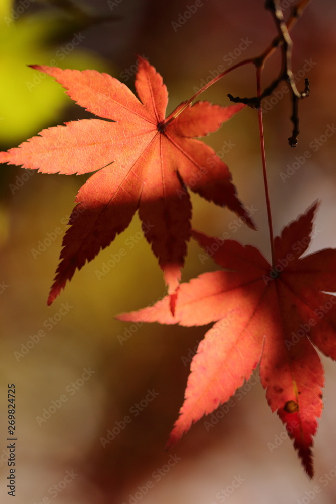 楓の紅葉 楓の紅葉