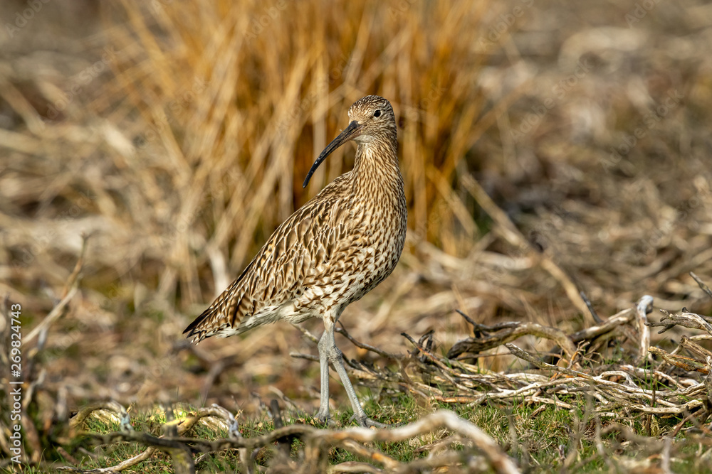 Curlew  (scientific name: Numenius arquata) Adult curlew in the Yorkshire Dales during the nesting season. Stood in natural habitat of grasses and reeds.  Horizontal.  Space for copy.