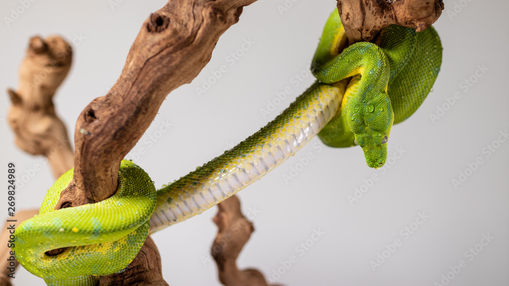 Obraz premium Green and yellow tree snake stretching across a log