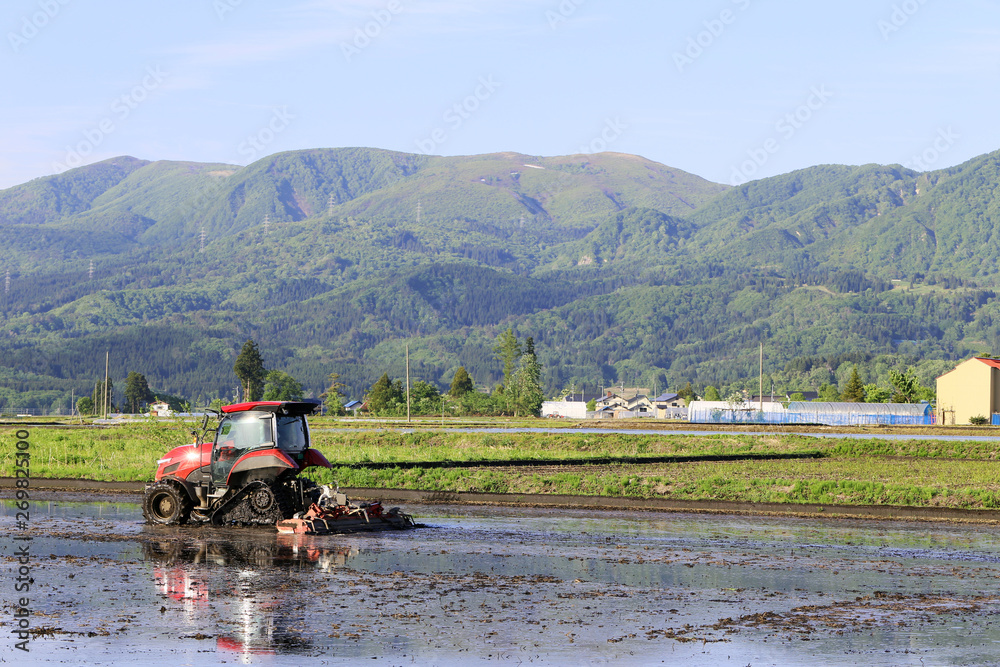 Fototapeta premium 水田の代掻き作業