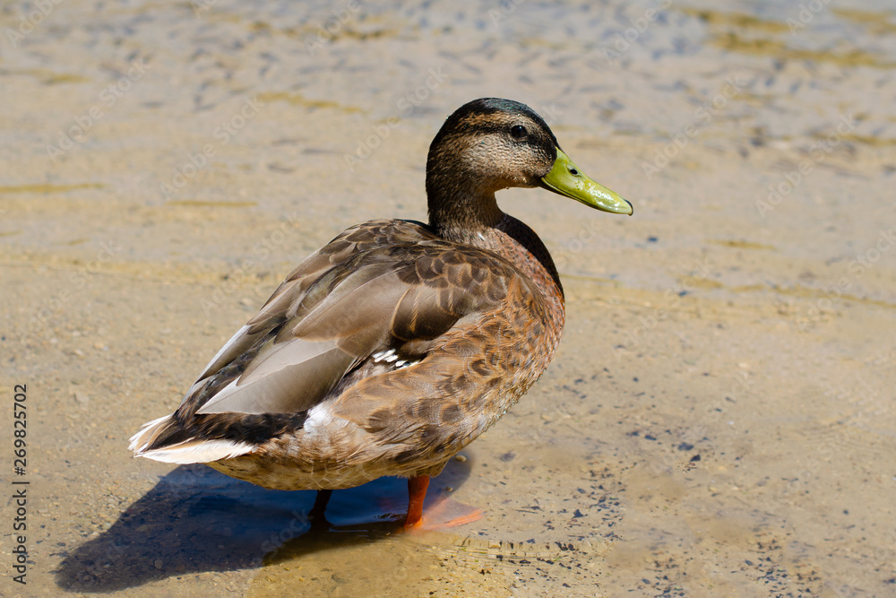 Duck standing in the water and looking at the camera. Duck standing in the water and looking at the camera.