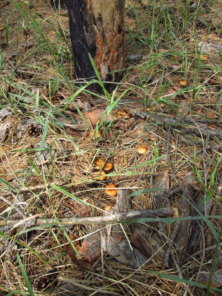 Autumn mushrooms in the forest Autumn mushrooms in the forest