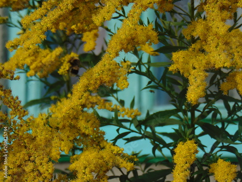 Mimosa summer bloom turquoise window