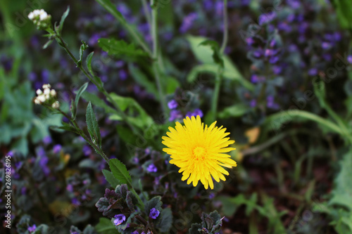 Dandelion summer meadow flowers