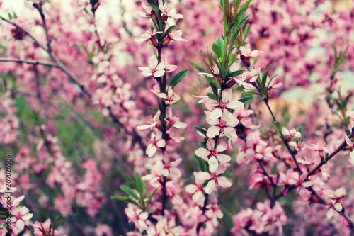 Spring Blossoming Pink Decorative Almonds