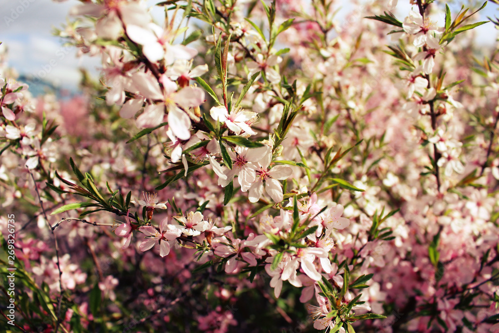 Spring Blossoming Pink Decorative Almonds