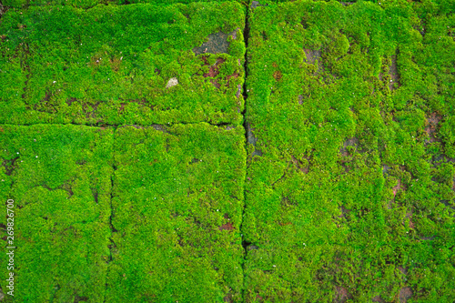 Texture of green moss on stone wall background.