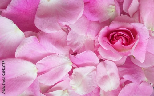 Petals rose pink  day valentine card  background