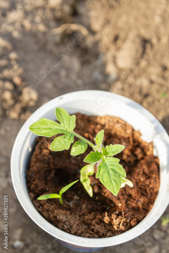 Young seedlings sprouted in a glass in early spring