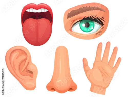 Cartoon sensory organs. Senses organs, eyes vision, nose smell, tongue taste buds, skin touch and hearing ears vector illustration set