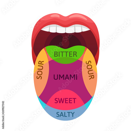 Human tongue taste zones. Sweet, bitter and salty tastes receptors. Tasting areas, umami and sour diagram cartoon vector illustration photo