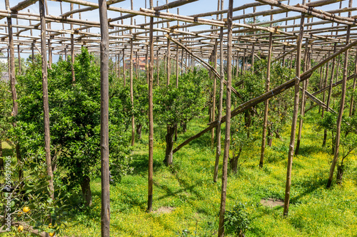 Lemon tree plantation at Sorrento city, Italy.