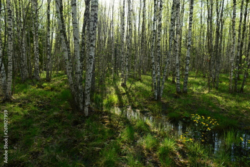 Birch forest in the spring  in fresh green grass and wildflowers among the white trunks of trees