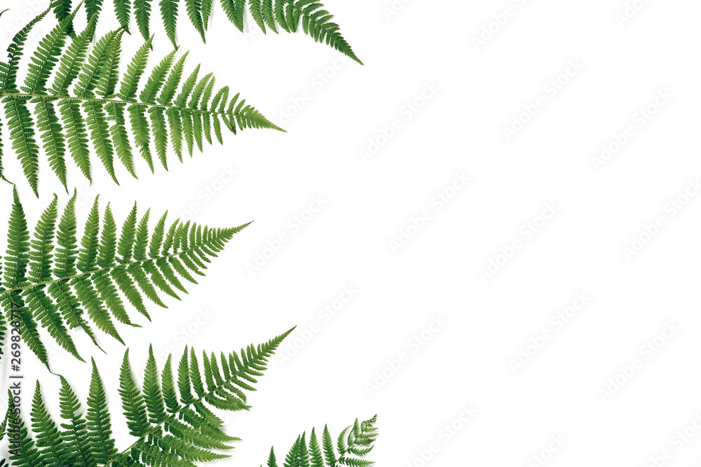 Creative layout made of colorful tropical fern leaves on white background. Minimal summer exotic concept with copy space.