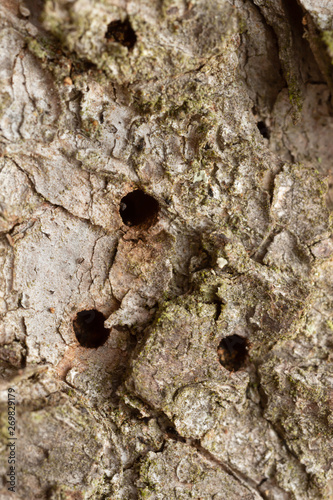 Hatching holes on fir bark after the european spruce bark beetle, Ips typographus. This beetle can be a pest on coniferous woods.