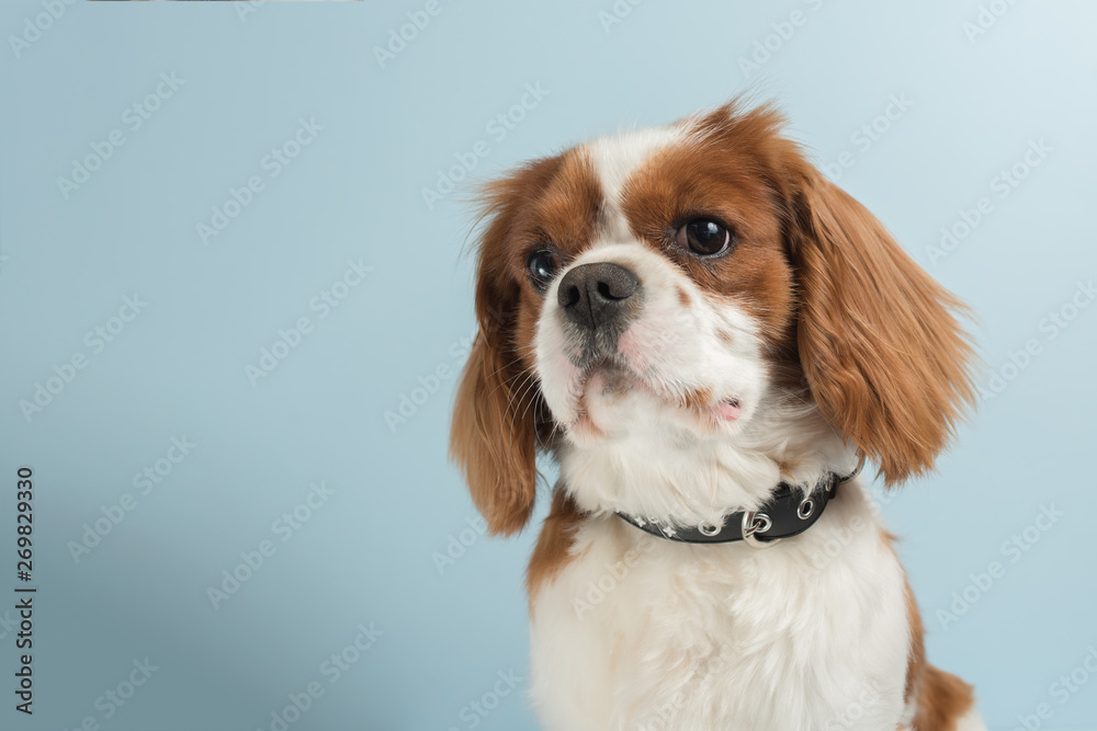 Puppy Cavalier King Charles Spaniel isolated on a light blue background. Copy space